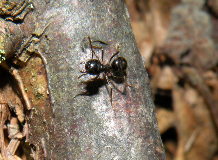 Lasius fuliginosus, Lasius cfr emarginatus, Formica gr. rufa